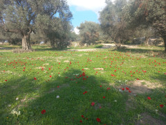 כלנית מצויה - צילום של Iddo_3270859 - למטייל בישראל (טיולי) 4