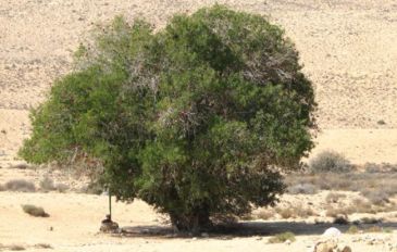 בורות לוץ ונחל אלות (2)