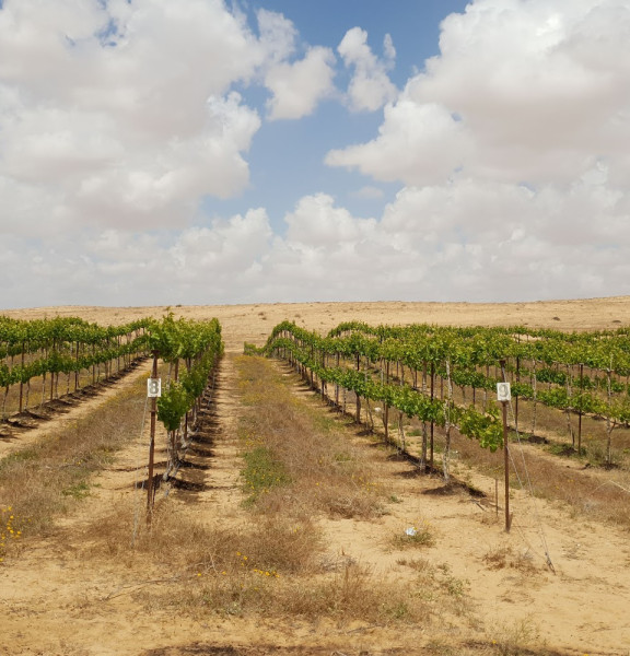 תמונה של יין מדברי: הכרמים והיקבים המדבריים שיפתיעו אתכם - למטייל בישראל (טיולי)