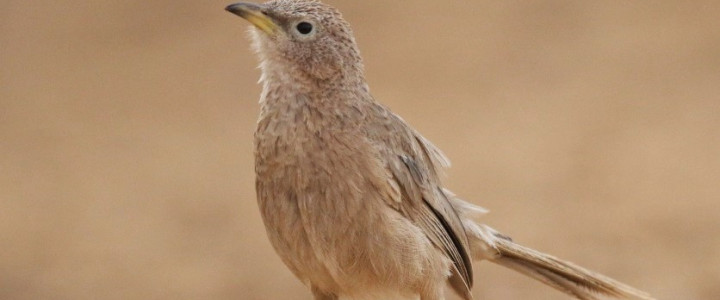 סיורים בעקבות הזנבנים (1)