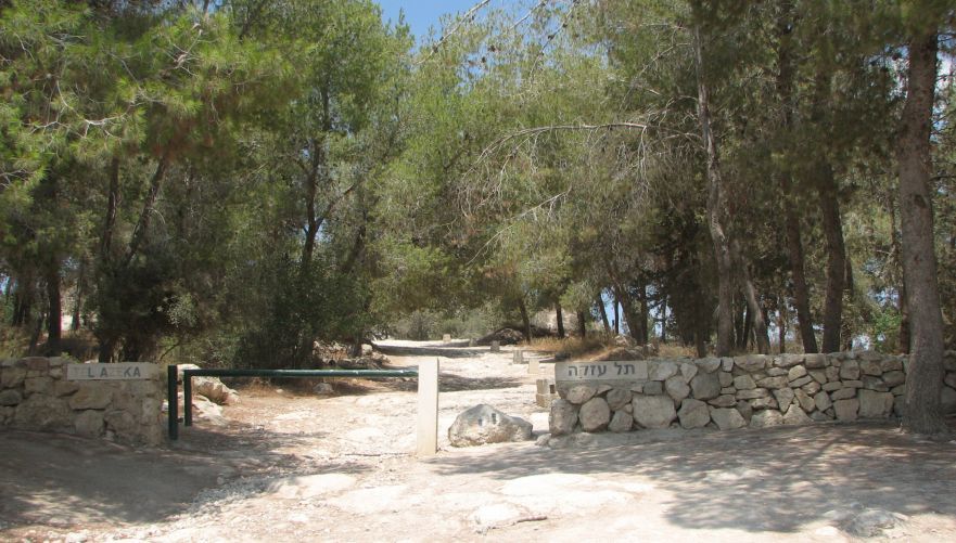 בין עצי החורש | צילום: יוחאי כורם