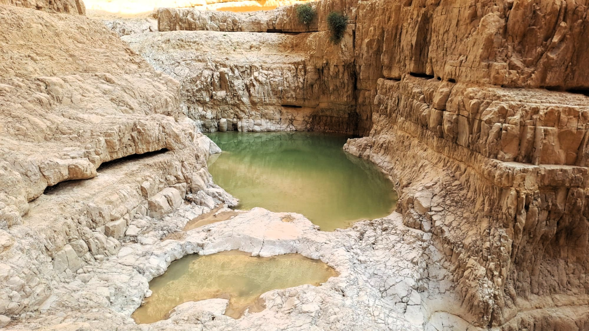 הפתעה לאמצע האביב | צילום: שי חגג