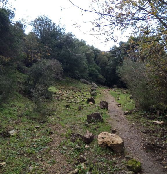 תמונה של עין אשחר ועין מירב: מסלול מעגלי בין מעיינות נחל געתון - למטייל בישראל (טיולי)