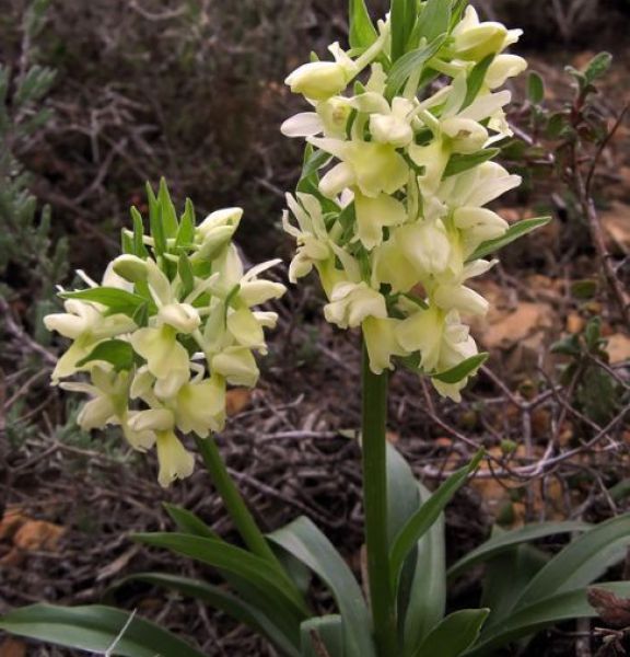 תמונה של אצבעית רומאית - למטייל בישראל (טיולי)