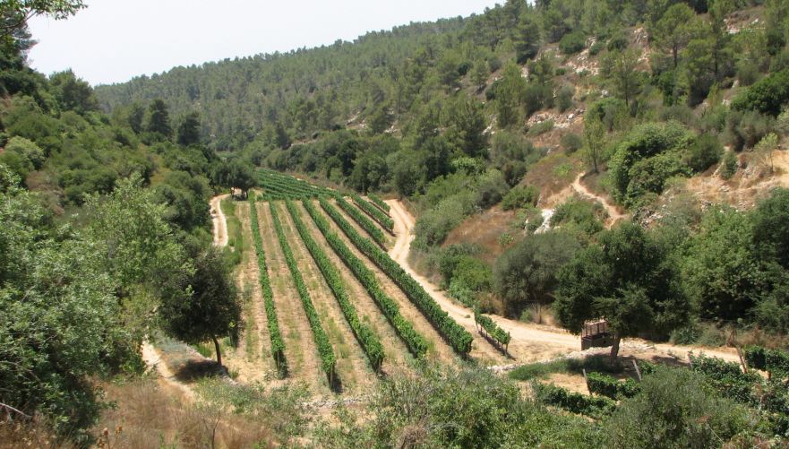 במורד נחל המערה | צילום: יוחאי כורם