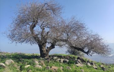 טרק מצפה אלות נחל ז'רום (2)
