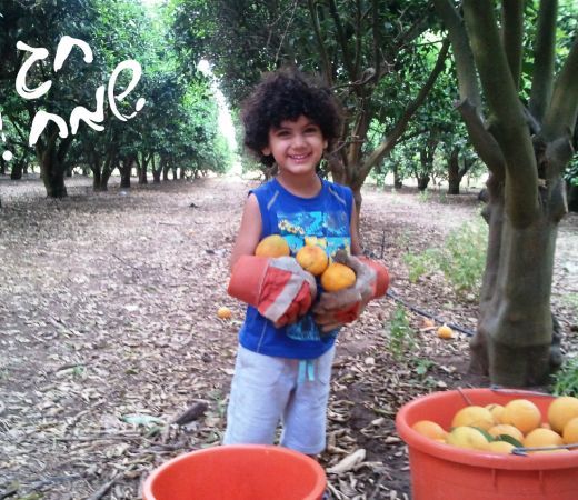 תמונה של המלצות בילוי חקלאיות במיוחד לרגל חג האסיף  - למטייל בישראל (טיולי)