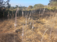 חצב מצוי - צילום של Iddo_3270859 - למטייל בישראל (טיולי) 7