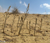תמונת של חצב גלוני
