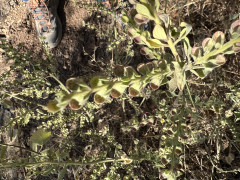 קערורית סגולה - צילום של אלחי47 - למטייל בישראל (טיולי)