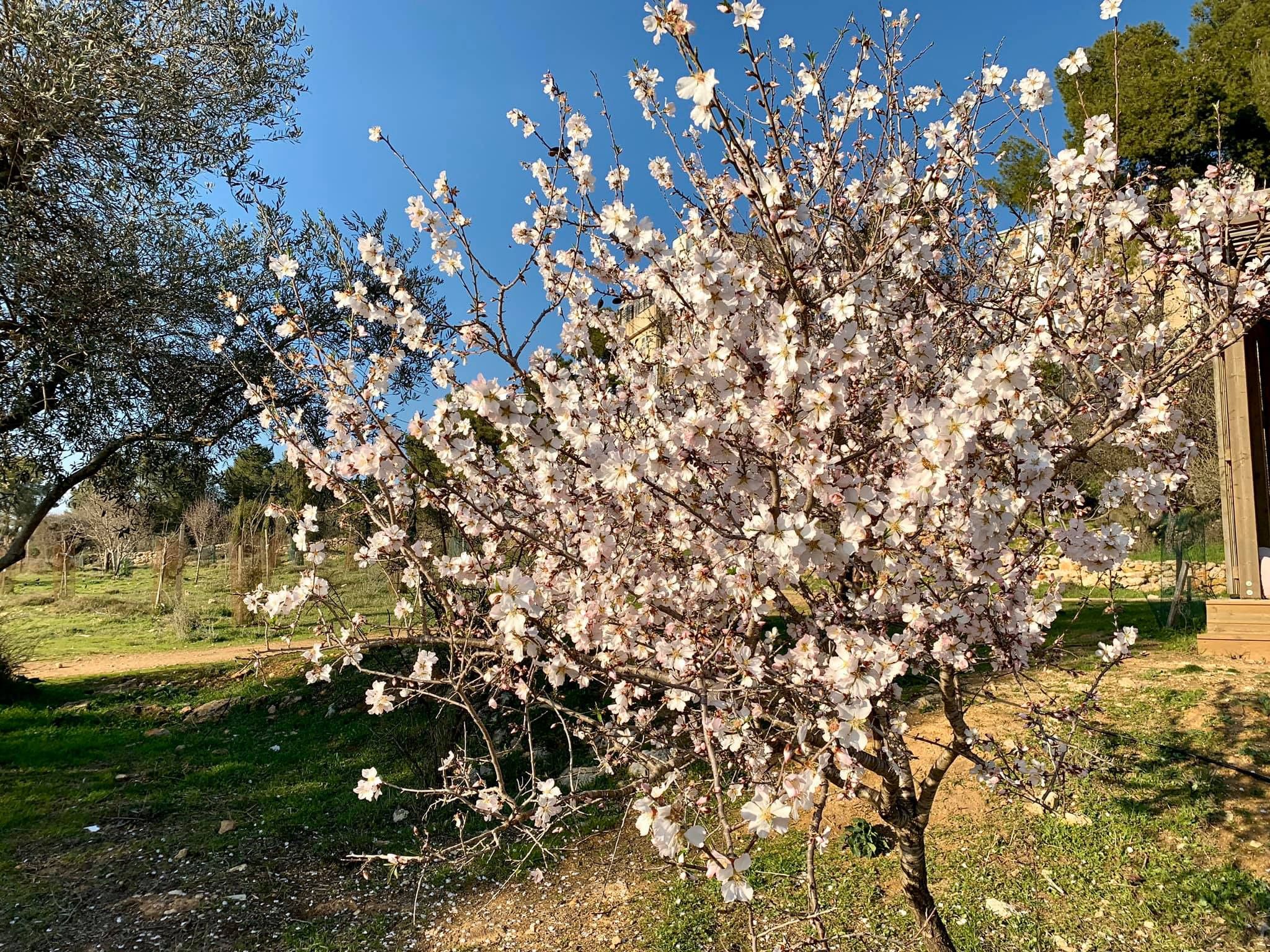 השקדיה פורחת בעמק הצבאים | צילום: רון מנדלבאום