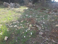 כרכום חורפי - צילום של Iddo_3270859 - למטייל בישראל (טיולי) 4