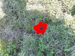 כלנית מצויה - צילום של אורי.. - למטייל בישראל (טיולי)