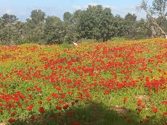 כלנית מצויה - צילום של Iddo_3270859 - למטייל בישראל (טיולי) 4