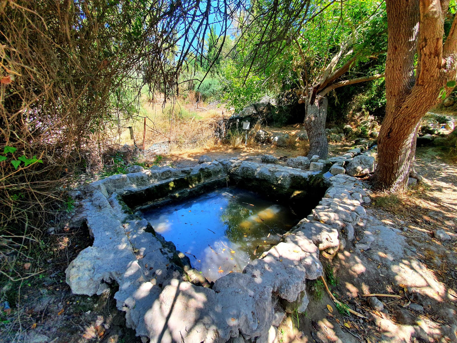 בין העצים נמצא עין אל בלאד | צילום: רועי פוקס
