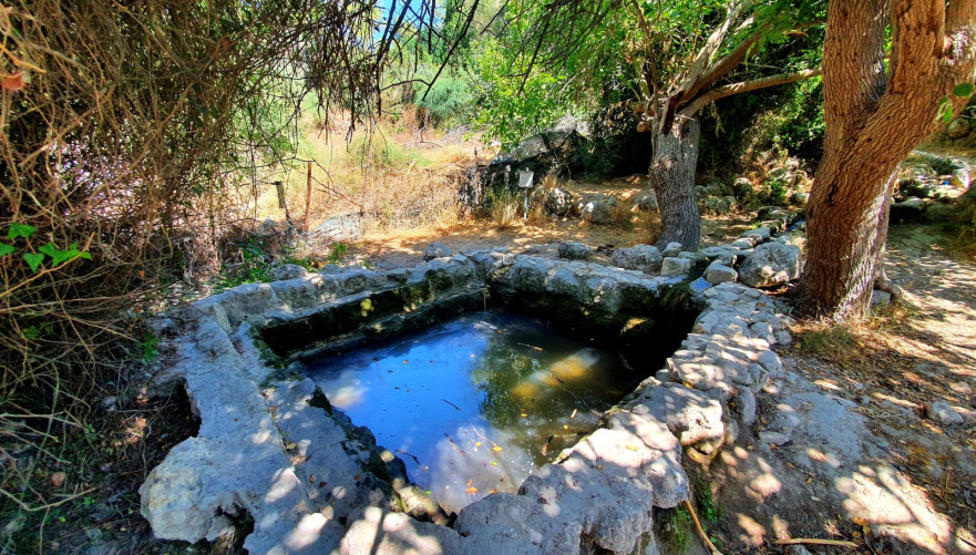 בין העצים נמצא עין אל בלאד | צילום: רועי פוקס