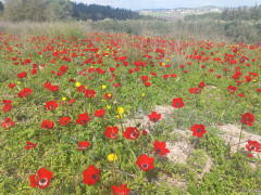 כלנית מצויה - צילום של Iddo_3270859 - למטייל בישראל (טיולי) 2