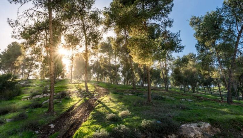 יער להב - יום כיף באזור באר שבע והנגב: יער שיש בו הכל וממלכת ילדים מרתקת (1)