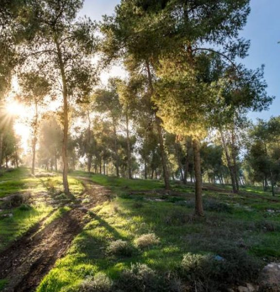 תמונה של יום כיף באזור באר שבע והנגב: יער שיש בו הכל וממלכת ילדים מרתקת - למטייל בישראל (טיולי)