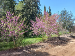 כליל החורש - צילום של Iddo_3270859 - למטייל בישראל (טיולי) 6