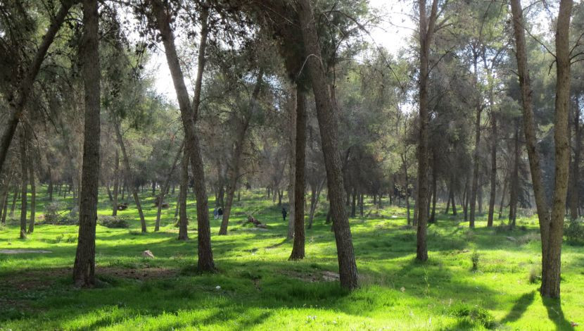 יער קולה - יער קולה ובריכת צרטה (1)