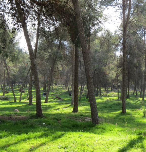 תמונה של יער קולה ובריכת צרטה - למטייל בישראל (טיולי)