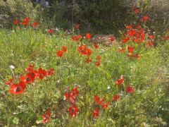 נורית אסיה - צילום של Iddo_3270859 - למטייל בישראל (טיולי) 2
