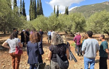 פסטיבל ימי ענף הזית - 30 שנה של מסורת: פסטיבל ימי ענף הזית - חגיגות המסיק בגליל (2)