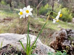 נרקיס מצוי - צילום של אוהבת הארץ - למטייל בישראל (טיולי) 3