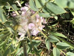 קדד קוצני - צילום של אלחי47 - למטייל בישראל (טיולי)
