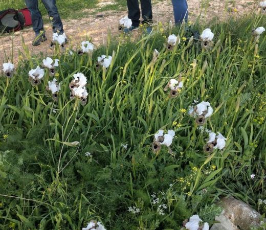 תמונה של נוף הגליל: שמורת האירוס הנצרתי  - למטייל בישראל (טיולי)