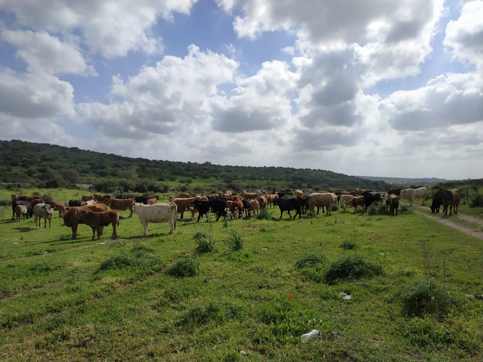 זה לא בחול, אלא ממש במרכז - פארק בריטניה | צילום: עמית תירוש