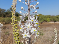 חצב מצוי - צילום של אוהבת הארץ - למטייל בישראל (טיולי)