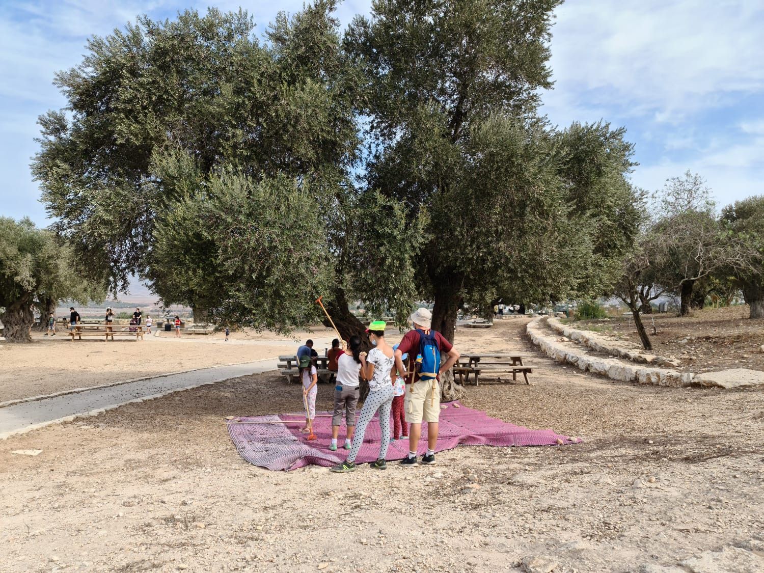 מוסקים זיתים בגן לאומי ציפורי | צילום: מיטל אהרון