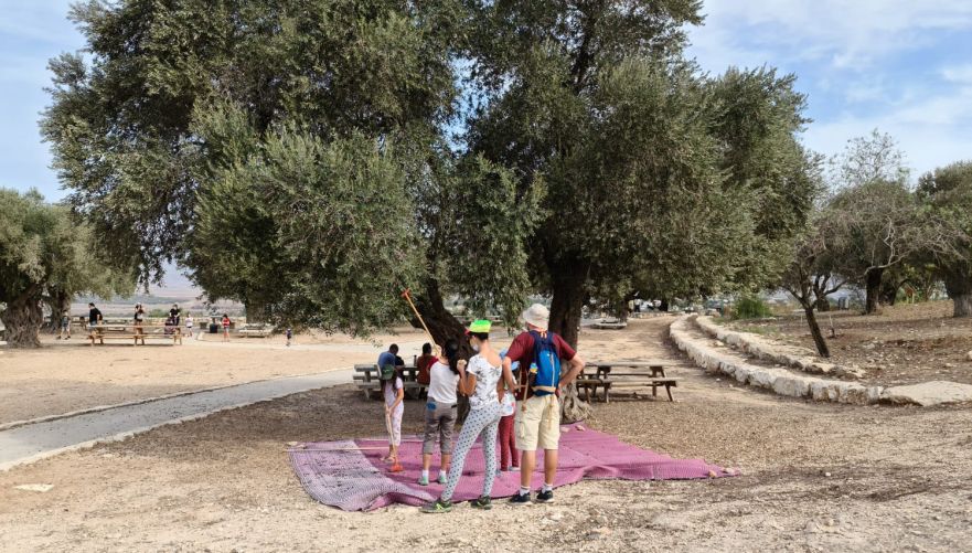 מוסקים זיתים בגן לאומי ציפורי | צילום: מיטל אהרון