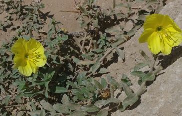 טיול בגן לאומי חוף השרון - פריטור בגן לאומי חוף השרון (2)