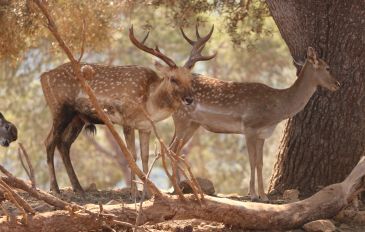 יחמורים בחי-בר כרמל - לפני שהחורף חוזר: 3 פעילויות משפחתיות לסופ