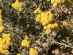 אכילאה ערבתית - צילום של אלחי47 - למטייל בישראל (טיולי)