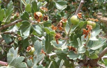 עוזרר קוצני -הפירות - עוזרר קוצני (2)