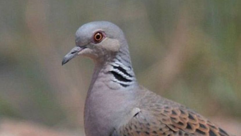 תור מצוי (1)