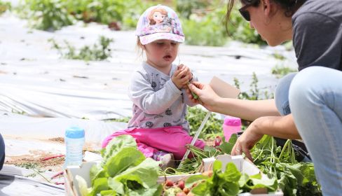 תמונה של משתלת הרא"ה: קטיף עצמי בעמק חפר - למטייל בישראל (טיולי)