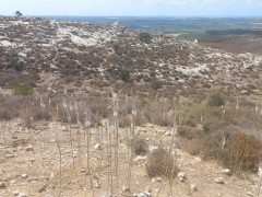 חצב מצוי - צילום של Iddo_3270859 - למטייל בישראל (טיולי) 2