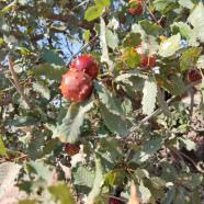 תמונה מתוך למטייל בישראל (טיולי)