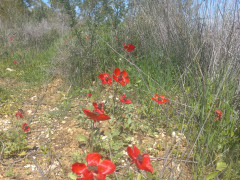 נורית אסיה - צילום של Iddo_3270859 - למטייל בישראל (טיולי)