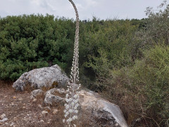 חצב מצוי - צילום של אוהבת הארץ - למטייל בישראל (טיולי) 2