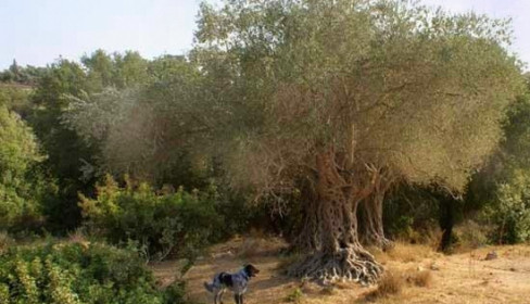 תמונה של נחל דולב ועין פירים - למטייל בישראל (טיולי)