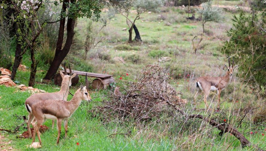 צילום: פארק עמק הצבאים