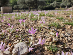 סתוונית היורה - צילום של שרון_4203639 - למטייל בישראל (טיולי)