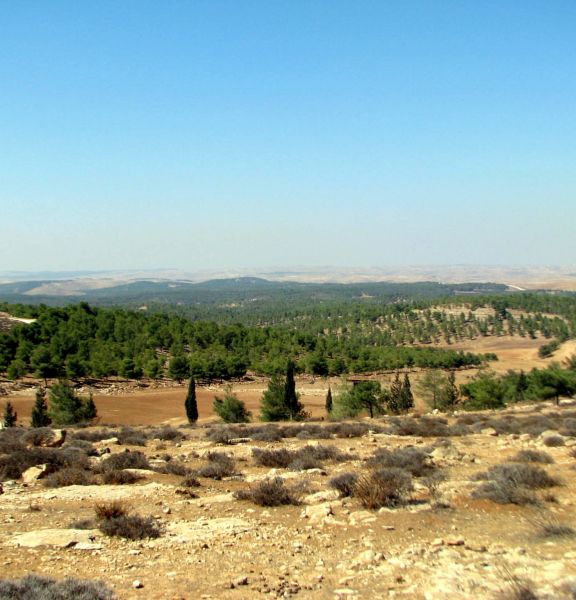 תמונה של יער יתיר ושביל המתקנים החקלאיים - למטייל בישראל (טיולי)