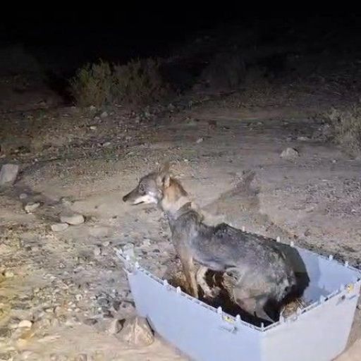 רגע השחרור: הזאבה שנפצעה קשה חזרה לרוץ בערבה